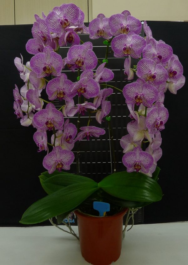 Phal. New Stripes：圖片 3