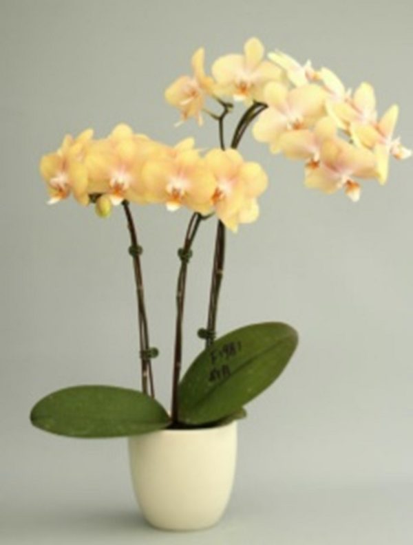 Phal. Sogo Plum：圖片 2