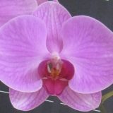 Phal. 3H Farm "AAM2641D"