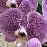 Phal. Yishing "239"