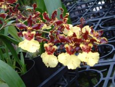 Oncidium