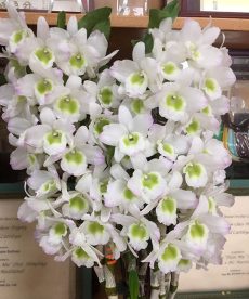 Nobile Dendrobium